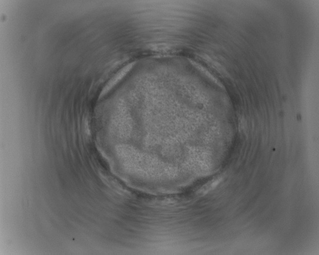 X0000075841106200610061840