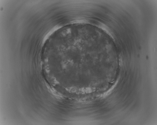 X0000075841117200610061840