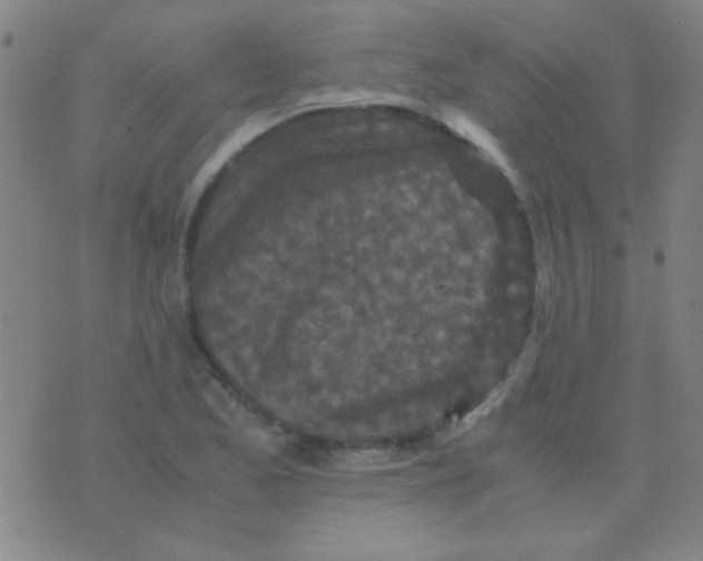 X0000075841173200610061840