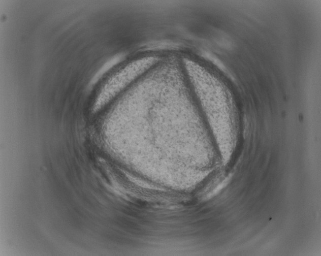 X0000075841213200610061839