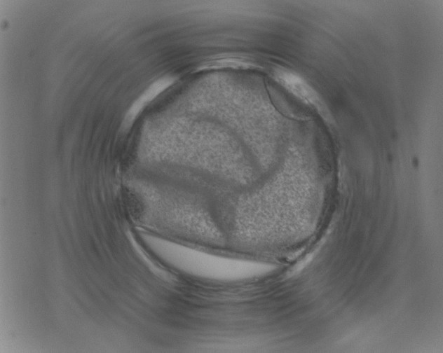 X0000075841233200610061839