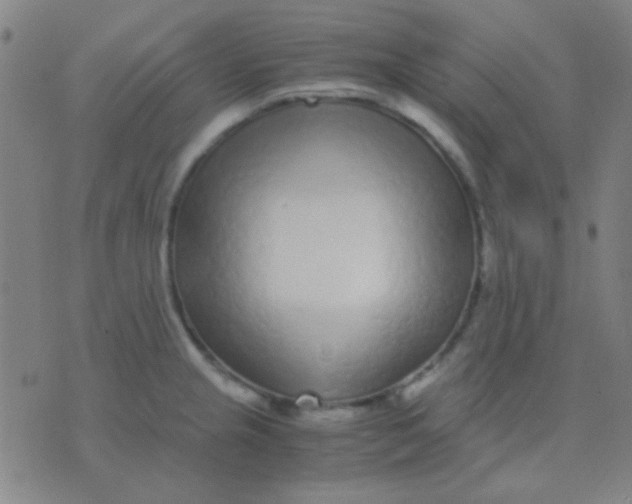 X0000075841237200610061839