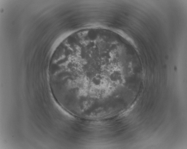 X0000075841239200610061839