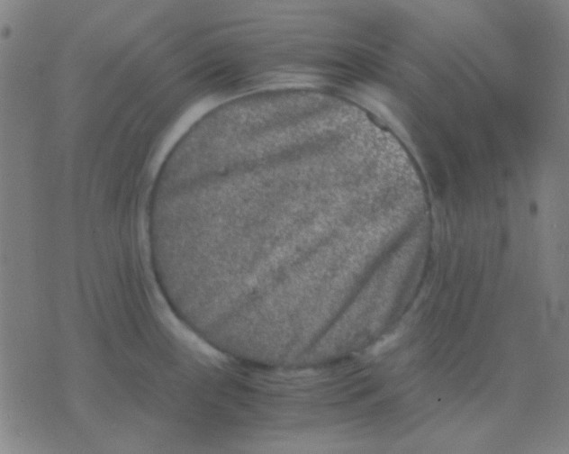 X0000075841243200610061839