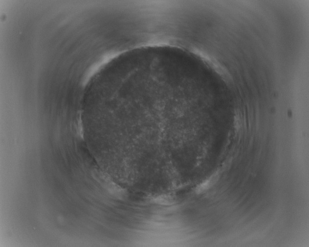 X0000075841262200610061838