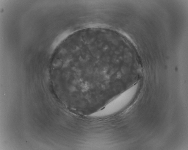 X0000075841263200610061838