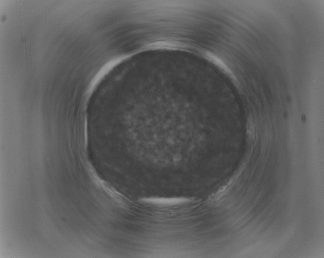 X0000075841323200610061837