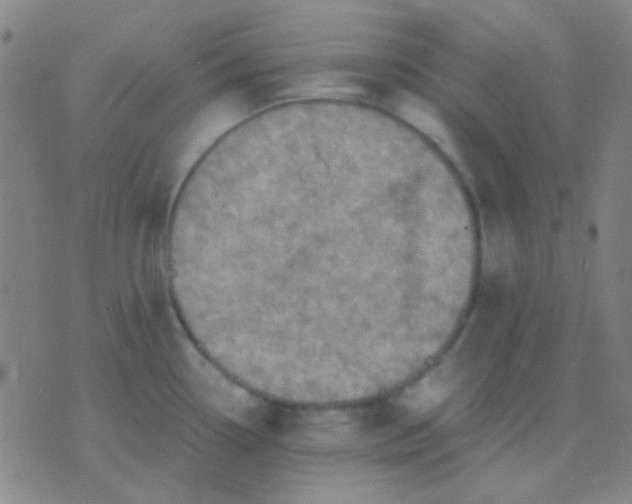 X0000075841338200610061837