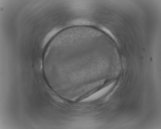 X0000075841461200610061835