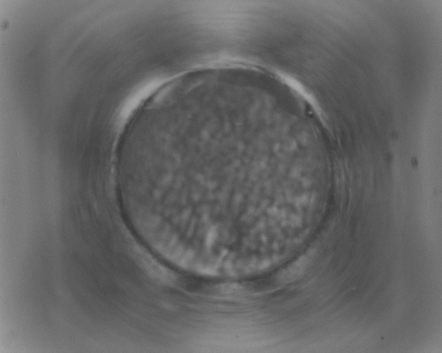 X0000075841463200610061835