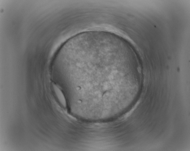 X0000075841506200610061834