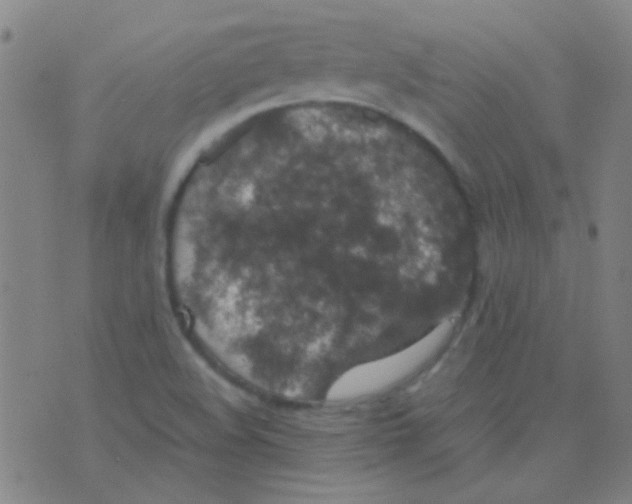 X0000075841508200610061834