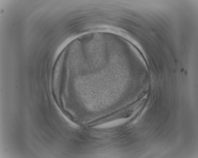 X0000075841533200610061834