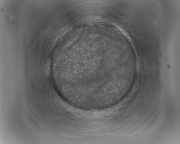 X0000075840018200610151556