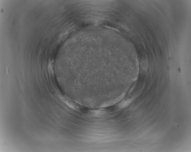 X0000075840286200610151553