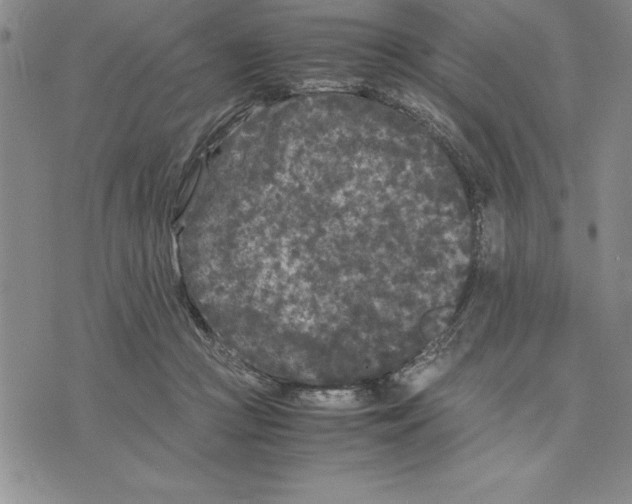 X0000075840361200610151551