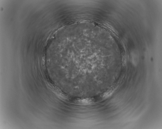 X0000075840365200610151551