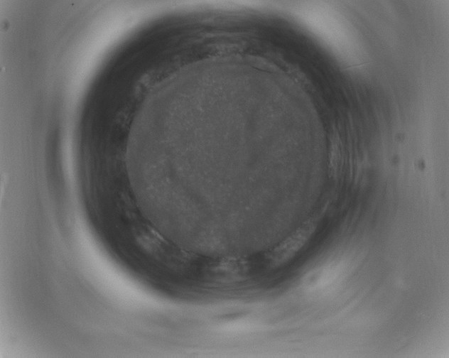 X0000075840383200610151551