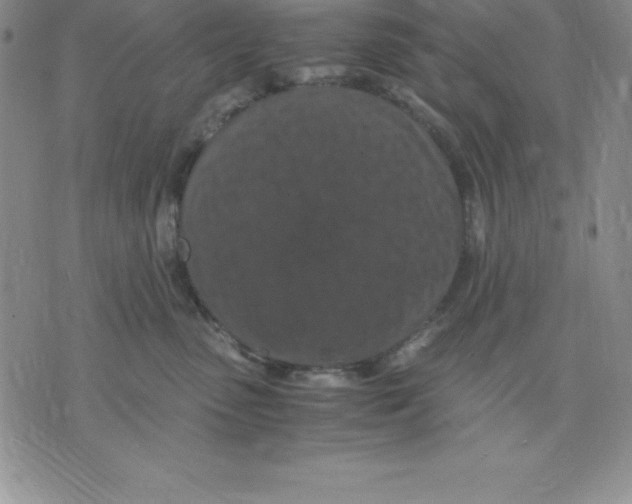 X0000075840475200610151549