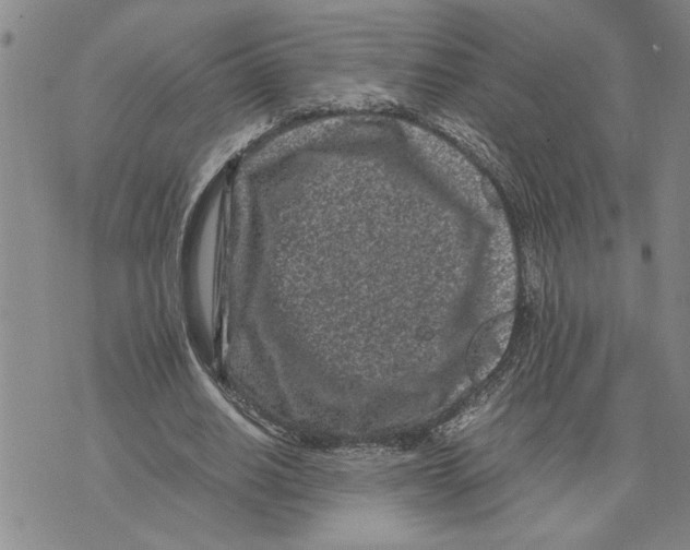 X0000075840630200610151546