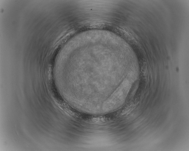 X0000075840744200610151544