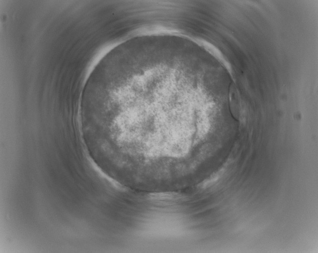 X0000075840863200610151543