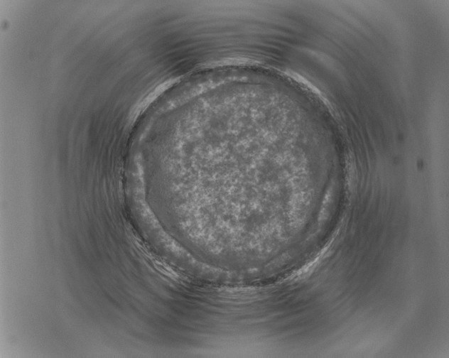 X0000075840921200610151541