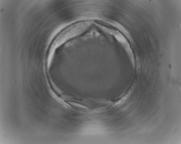 X0000075840958200610151542