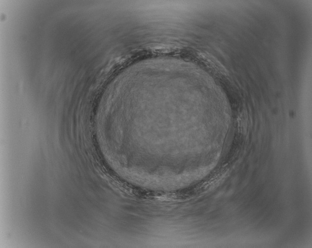 X0000075840961200610151541