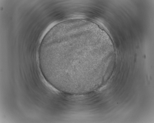 X0000075841243200610151537