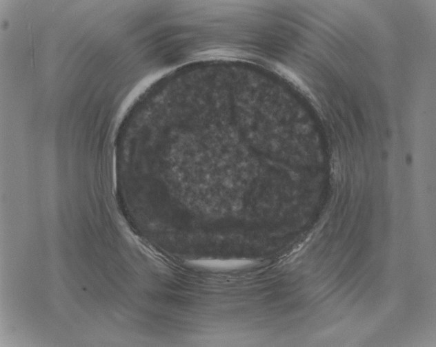 X0000075841323200610151535