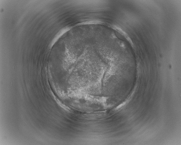 X0000075841425200610151534