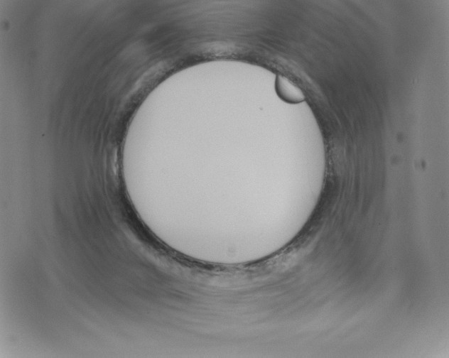 X0000075850024200610151621