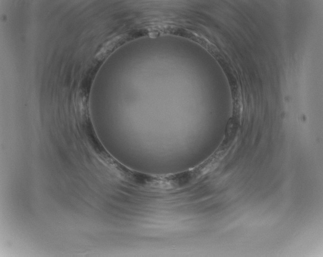 X0000075860276200609151233