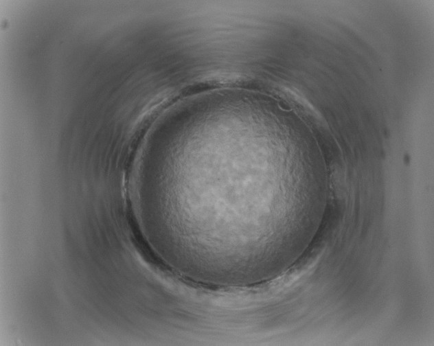 X0000075860024200609221807