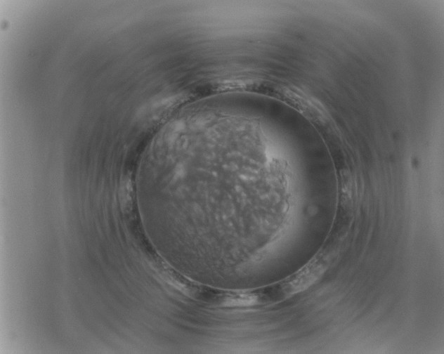 X0000075860369200609221801