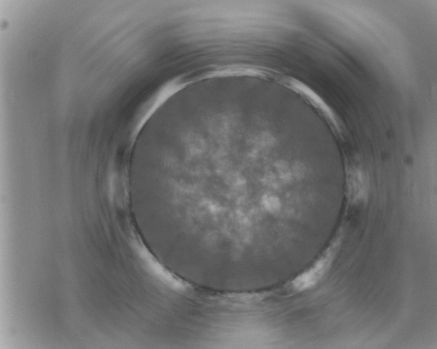 X0000075860860200609221754