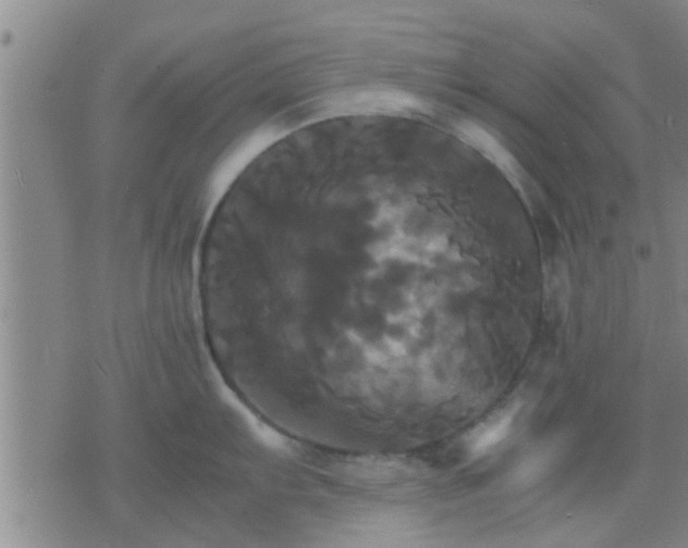 X0000075861103200609221749