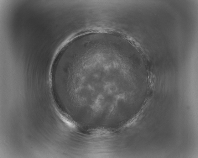 X0000075860246200609291555