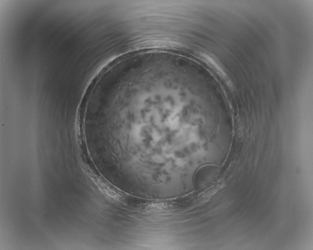 X0000075860883200609291545