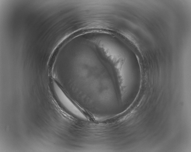 X0000075860925200609291544