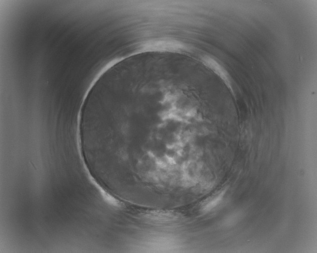 X0000075861103200609291541