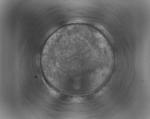 X0000075861233200609291539