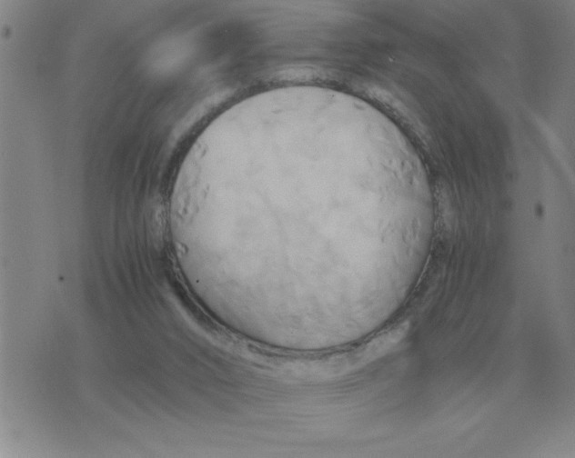 X0000075860016200610061948