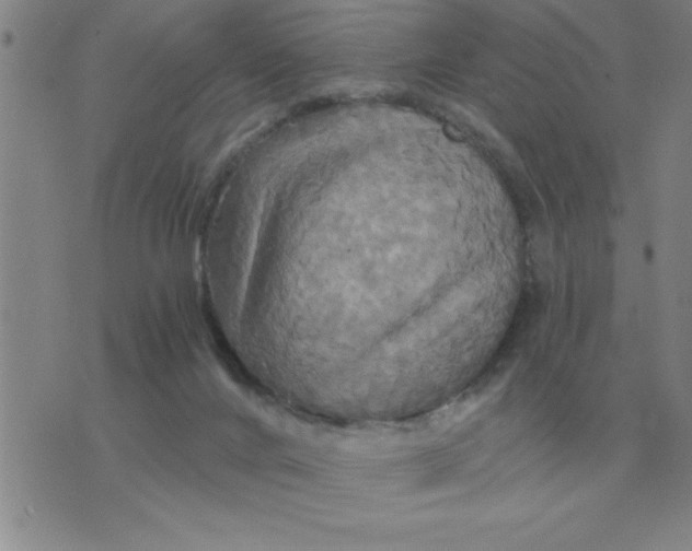 X0000075860024200610061948