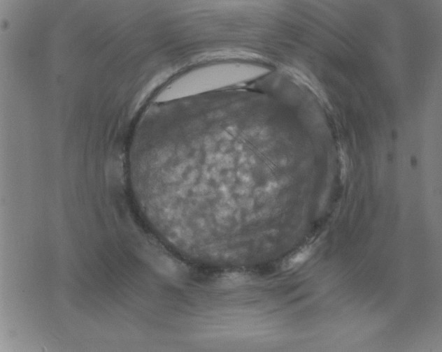 X0000075860111200610061947