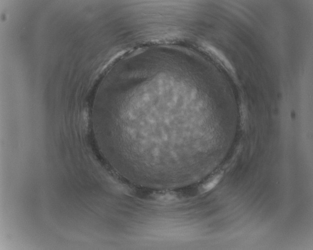 X0000075860113200610061947