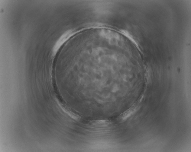 X0000075860151200610061946