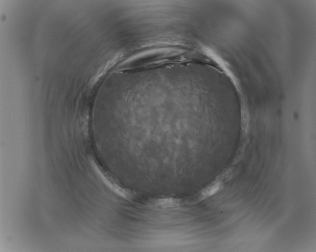 X0000075860153200610061946