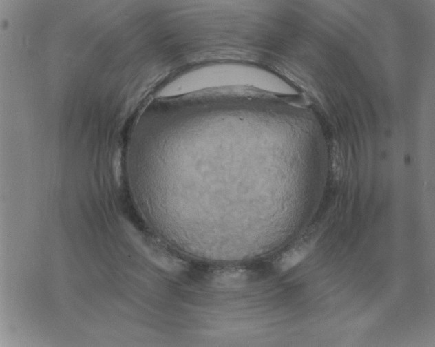 X0000075860206200610061945